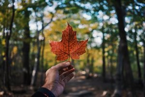 vanier canada graduate scholarships, canada fully funded scholarship, canada university scholarship, scholarship to study in canada, what are merit based scholarships